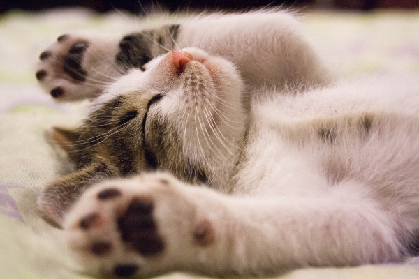 ¿Tuy gato busca dormir contigo a modo de “peluchito”? Estos son los motivos.