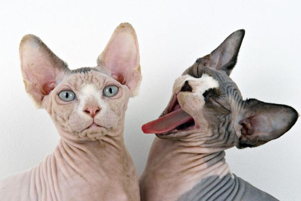 ¿Cuáles son las razas de gatos “mal llamados”, gatos feos?