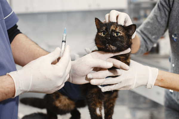 ¡Protege a tu mejor amigo! Estas son las vacunas para gatos que debes conocer.