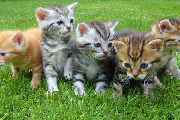 ¿Quieres un minino que sea 100% amor? Estas son las razas de gatos más cariñosos que hay.