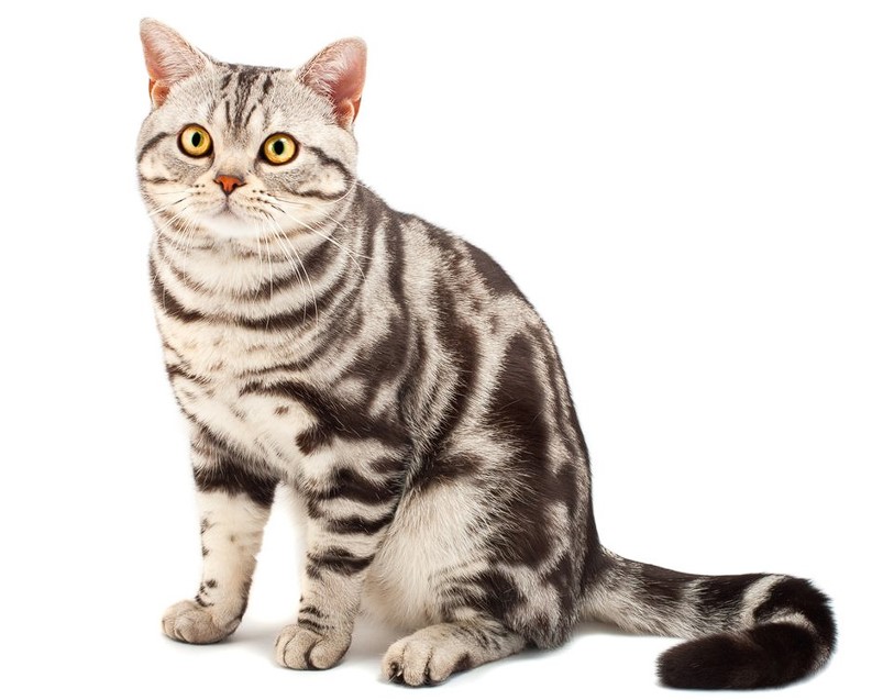 el gato American Shorthair 1