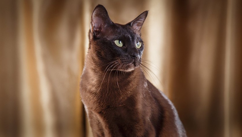 El gato Tonkinés: Historia y 6 características de la raza