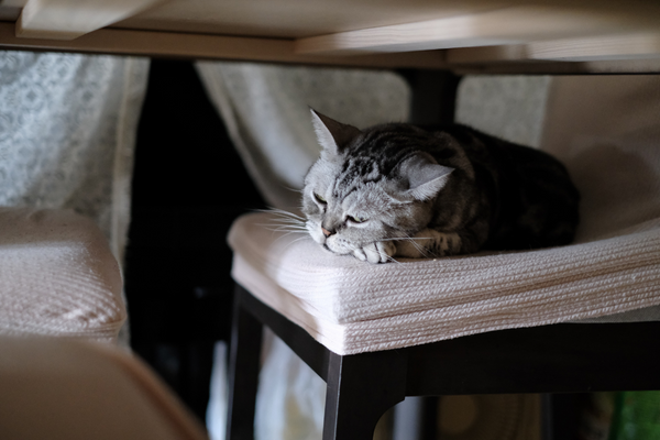 Insuficiencia renal en gatos: Todo lo que debes saber